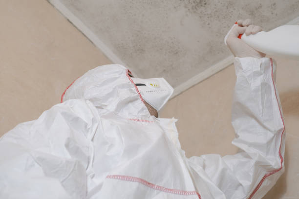 Best Mold Remediation for Specific Building Types in USA